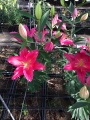 Lilium Tarrango