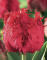 Barbados Tulip