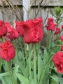 Barbados Tulips