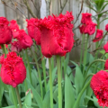 Tulip 'Barbados' 