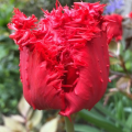 Barbados Tulip Close Up