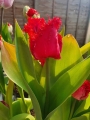 Barbados Tulip
