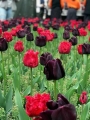 Barbados and Paul Scherer tulips