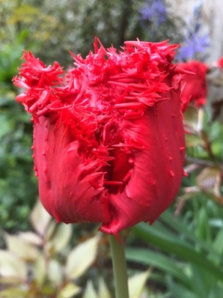 Tulip 'Barbados' 