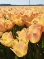 Tulip 'Salmon Dynasty'