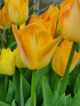 Tulipa Salmon Dynasty