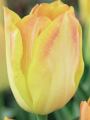  Tulipa Salmon Dynasty