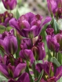 Tulip Nightrider