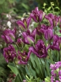 Viridiflora Tulip Nightrider