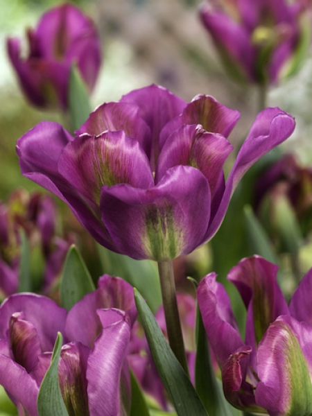 Tulip 'Nightrider' 