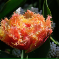 Brisbane Tulip