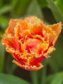 Tulip 'Brisbane'