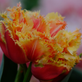 Brisbane Tulip