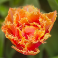 Brisbane tulip