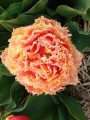 Brisbane Tulip