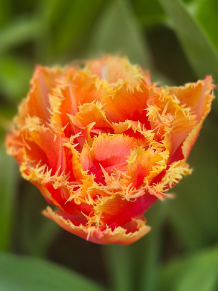 Tulip 'Brisbane'