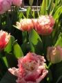 Queensland Tulips 