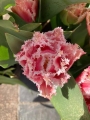 Queensland tulip