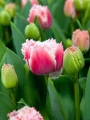 Queensland tulip