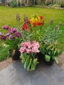 Queensland tulip in pots