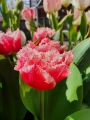 Tulip 'Queensland'
