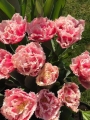 Queensland Tulip