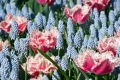 Queensland tulip and muscari