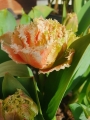 Queensland tulip