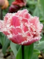 Queensland tulip opening