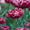 Dream Touch Tulips