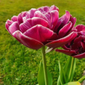 Dream Touch Tulips