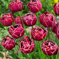 Dream Touch Tulips