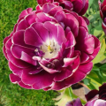 Dream Touch Tulips