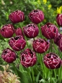 Dream Touch group of tulips