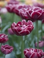 Dream Touch tulip