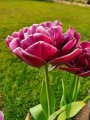 Dream Touch tulip