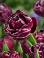 Dream Touch tulip