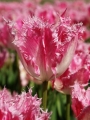 Tulip 'Huis Ten Bosch' 