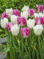 Huis Ten Bosch Tulip