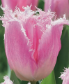Huis Ten Bosch Tulip