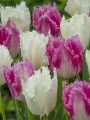 Mix Tulips