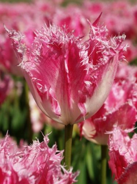 Tulip 'Huis Ten Bosch' 