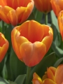 Triple A tulip