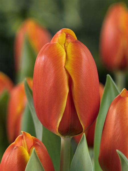 Tulip 'Triple A' 