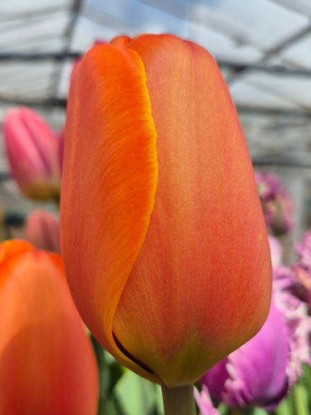 Tulip 'Triple A' 