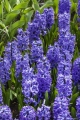 Hyacinths Delft blue