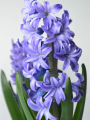 Hyacinth Delft Blue 