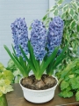 Hyacinth Delft Blue