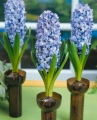 Hyacinth Delft Blue in vases