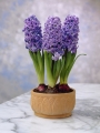 Indoor grown hyacinths